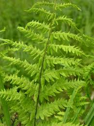 Attēlu rezultāti vaicājumam “Thelypteris palustris”