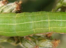 Attēlu rezultāti vaicājumam “Eucarta virgo”