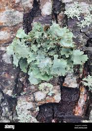 Attēlu rezultāti vaicājumam “Platismatia glauca”