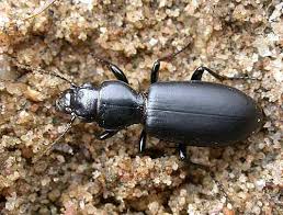 Attēlu rezultāti vaicājumam “Broscus cephalotes”