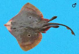 Image result for Rostroraja eglanteria