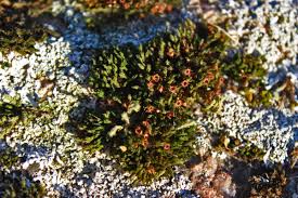 Attēlu rezultāti vaicājumam “Schistidium apocarpum”