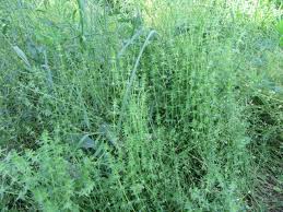 Attēlu rezultāti vaicājumam “Rubiaceae”