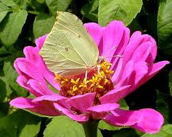 Attēlu rezultāti vaicājumam “Gonepteryx rhamni female”