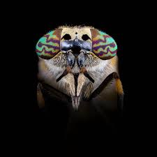 Attēlu rezultāti vaicājumam “Fuligo licentii macro”