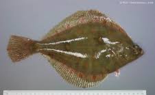 Image result for Liopsetta glacialis