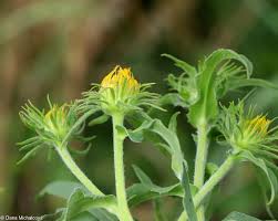 Attēlu rezultāti vaicājumam “Inula britannica”