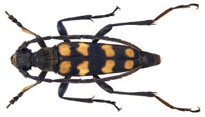 Attēlu rezultāti vaicājumam “Leptura quadrifasciata”