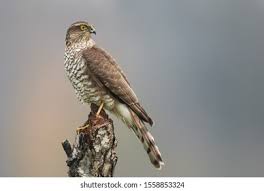 Attēlu rezultāti vaicājumam “Accipiter nisus female”
