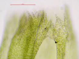 Attēlu rezultāti vaicājumam “Nowellia curvifolia sporophyte”