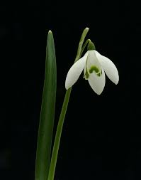 Attēlu rezultāti vaicājumam “Galanthus nivalis”