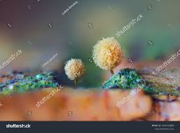 Attēlu rezultāti vaicājumam “Hemitrichia calyculata stalked”