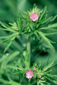 Attēlu rezultāti vaicājumam “Geranium dissectum leaf”