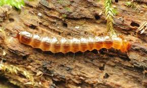 Attēlu rezultāti vaicājumam “Pyrochroidae larva”