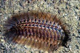 Attēlu rezultāti vaicājumam “Annelides”