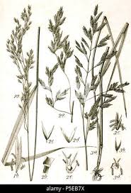 Attēlu rezultāti vaicājumam “Festuca altissima flower”