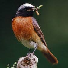 Attēlu rezultāti vaicājumam “Phoenicurus phoenicurus”