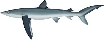 Image result for Prionace glauca