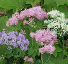 Attēlu rezultāti vaicājumam “Thalictrum aquilegifolium leaf”