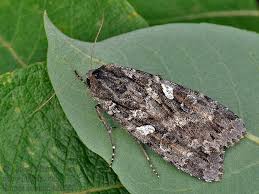 Attēlu rezultāti vaicājumam “Eurois occulta”