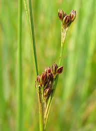Attēlu rezultāti vaicājumam “Juncus compressus”