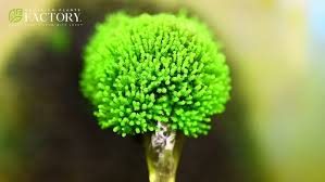 Attēlu rezultāti vaicājumam “Plagiomnium affine”