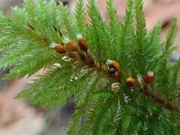 Attēlu rezultāti vaicājumam “Abietinella abietina var. hystricosa”