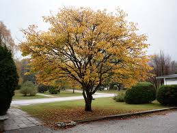 Attēlu rezultāti vaicājumam “Carpinus caroliniana”