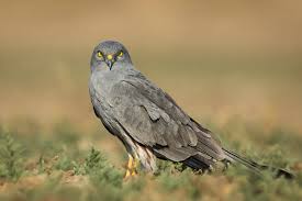 Image result for Strathclyde University Harriers