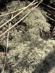 Attēlu rezultāti vaicājumam “Cladonia mitis”