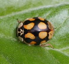 Attēlu rezultāti vaicājumam “Adalia decempunctata”