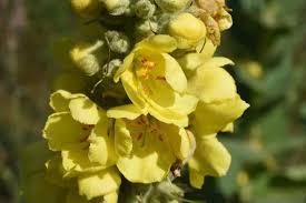 Image result for Verbascum densiflorum