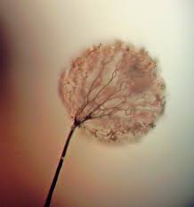 Attēlu rezultāti vaicājumam “Comatricha elegans stalked”