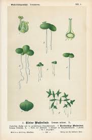 Attēlu rezultāti vaicājumam “Lemna minor”