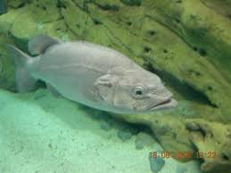 Image result for Polyprion americanus