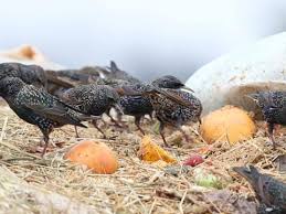 Attēlu rezultāti vaicājumam “Sturnus vulgaris nest”