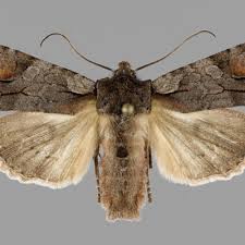 Attēlu rezultāti vaicājumam “Lithophane furcifera”