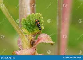 Attēlu rezultāti vaicājumam “Anthocomus fasciatus”