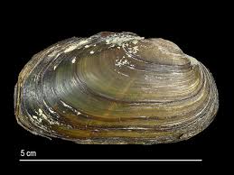 Attēlu rezultāti vaicājumam “Unio crassus”