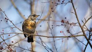 Attēlu rezultāti vaicājumam “Turdus pilaris”