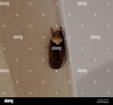 Attēlu rezultāti vaicājumam “Depressaria depressana”