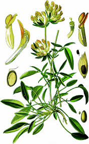 Attēlu rezultāti vaicājumam “Anthyllis maritima”