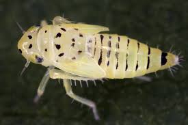 Attēlu rezultāti vaicājumam “Macrosteles nymph”