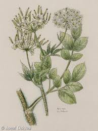Attēlu rezultāti vaicājumam “Chaerophyllum aromaticum fruit”