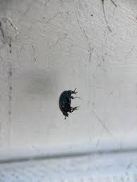 Attēlu rezultāti vaicājumam “Histeridae”