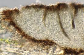 Attēlu rezultāti vaicājumam “Phaeographis dendritica”