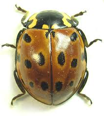 Attēlu rezultāti vaicājumam “Anatis ocellata”