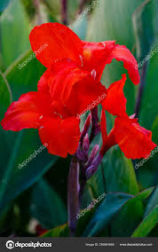 Attēlu rezultāti vaicājumam “Liliaceae”