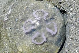 Attēlu rezultāti vaicājumam “Aurelia aurita”