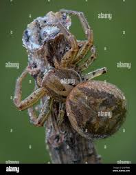 Attēlu rezultāti vaicājumam “Xysticus bifasciatus female”